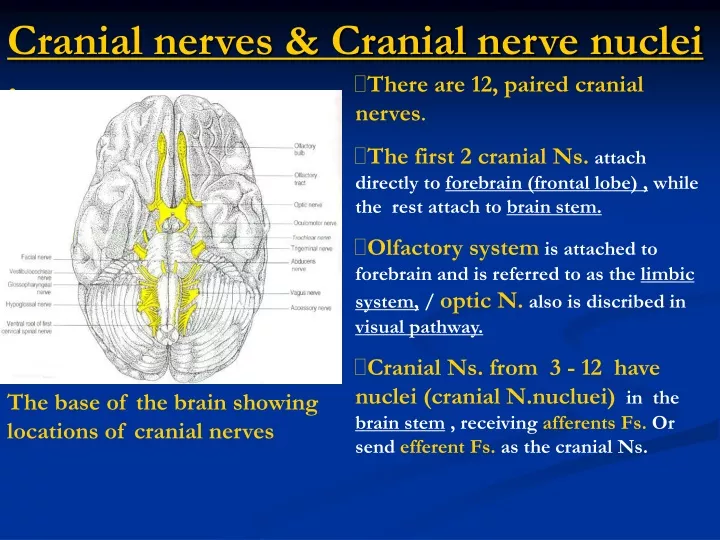 cranial nerves cranial nerve nuclei