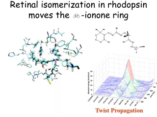 Retinal isomerization in rhodopsin moves the  b -ionone ring