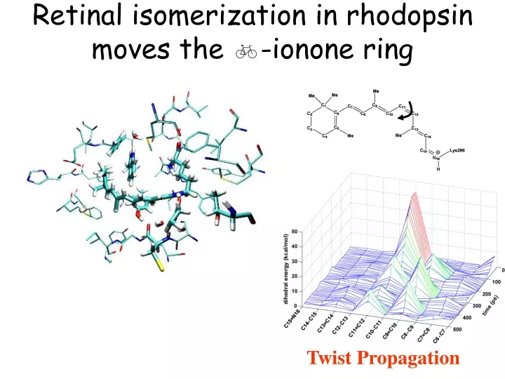 retinal isomerization in rhodopsin moves the b ionone ring