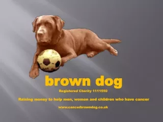 brown dog Registered Charity 1111550