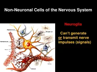 Non-Neuronal Cells of the Nervous System