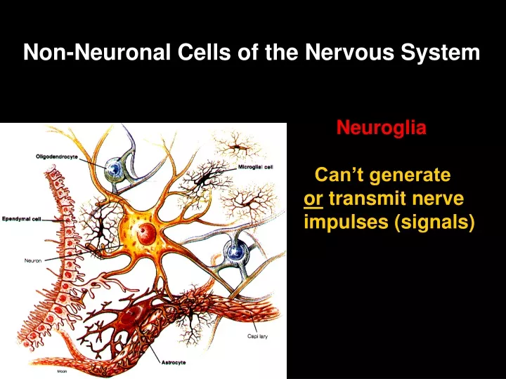 non neuronal cells of the nervous system