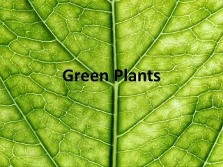 Green Plants