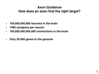 Axon Guidance How does an axon find the right target?