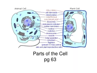 Parts of the Cell pg 63