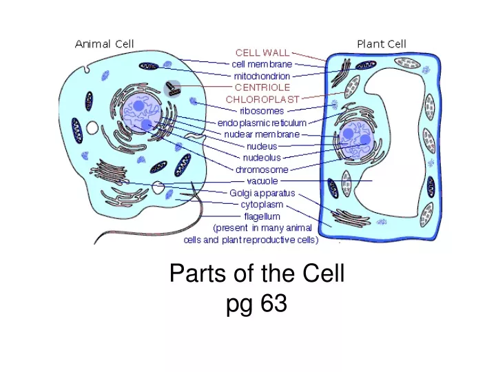 parts of the cell pg 63