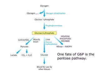 One fate of G6P is the pentose pathway.