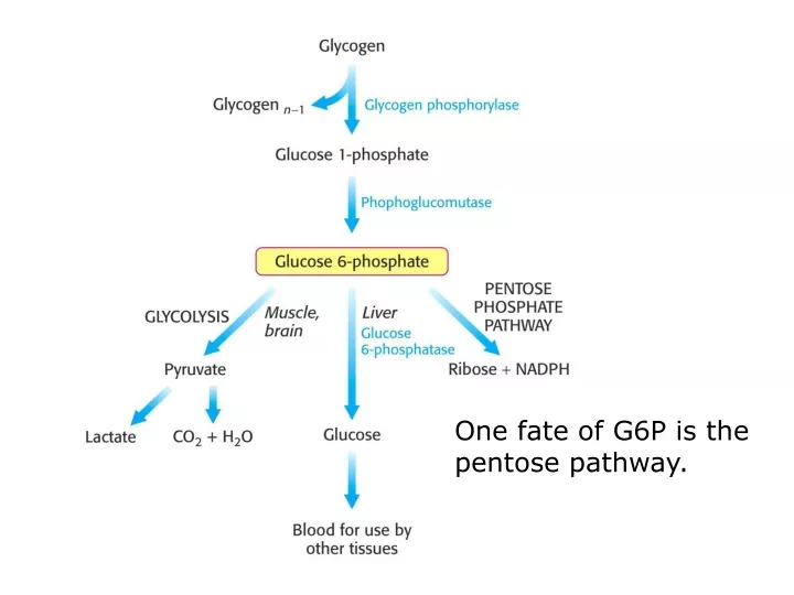 one fate of g6p is the pentose pathway