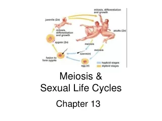 Meiosis &amp;  Sexual Life Cycles