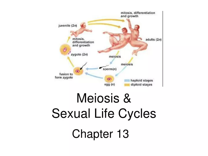 meiosis sexual life cycles
