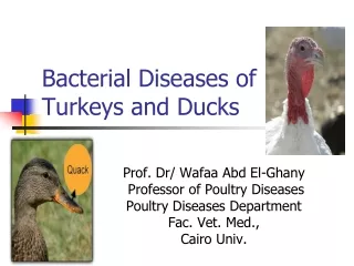 Bacterial Diseases of Turkeys and Ducks