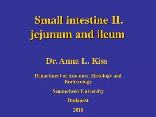 Small intestine  II.  jejunum  and  ileum