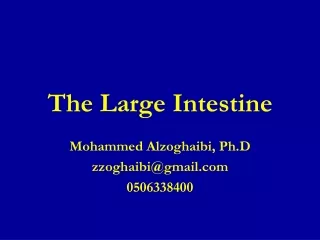 The Large Intestine