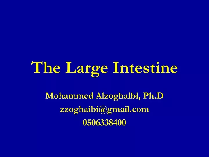 the large intestine