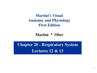 Chapter 20 - Respiratory System Lectures 12 &amp; 13