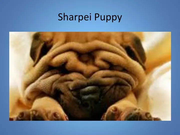 sharpei puppy
