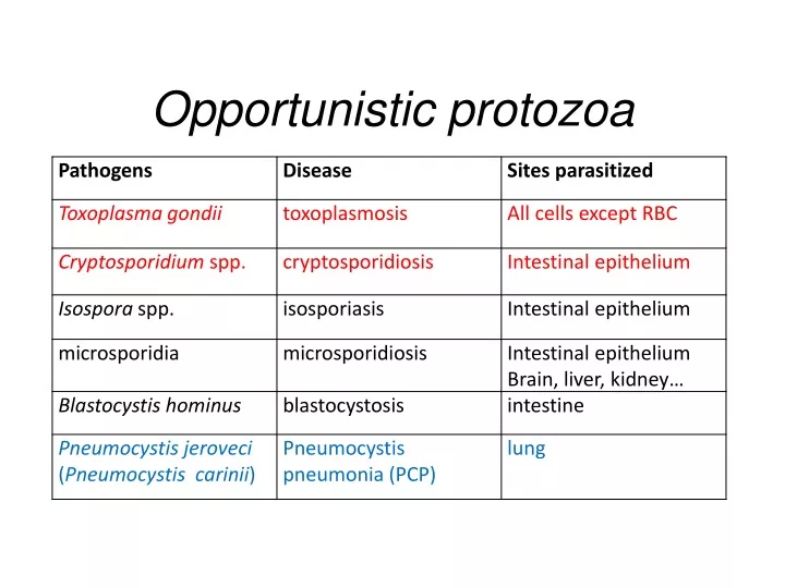 opportunistic protozoa