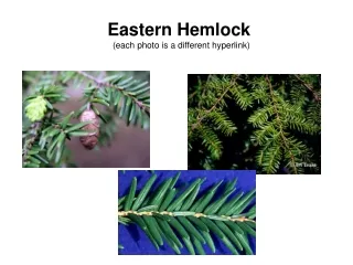Eastern Hemlock  (each photo is a different hyperlink)