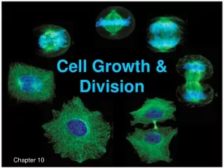 Cell Growth &amp;  Division