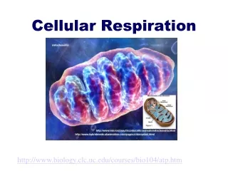 Cellular Respiration