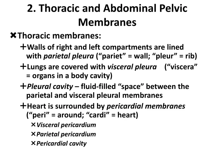2 thoracic and abdominal pelvic membranes