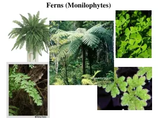 Ferns (Monilophytes)