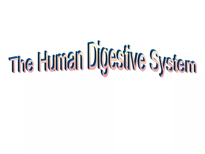 the human digestive system