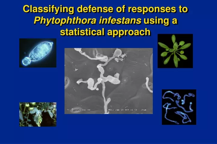 classifying defense of responses to phytophthora infestans using a statistical approach