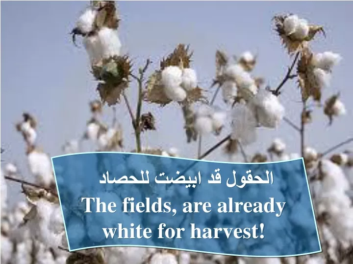 the fields are already white for harvest