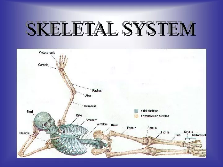 skeletal system