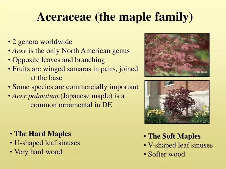 aceraceae the maple family