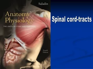 Spinal cord-tracts