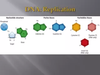 DNA: Replication