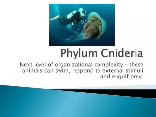 Phylum  Cnideria