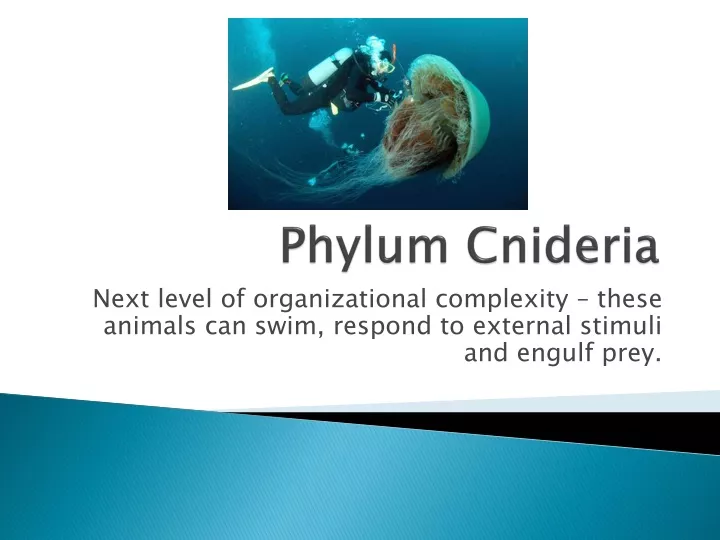 phylum cnideria