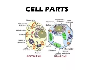 CELL PARTS