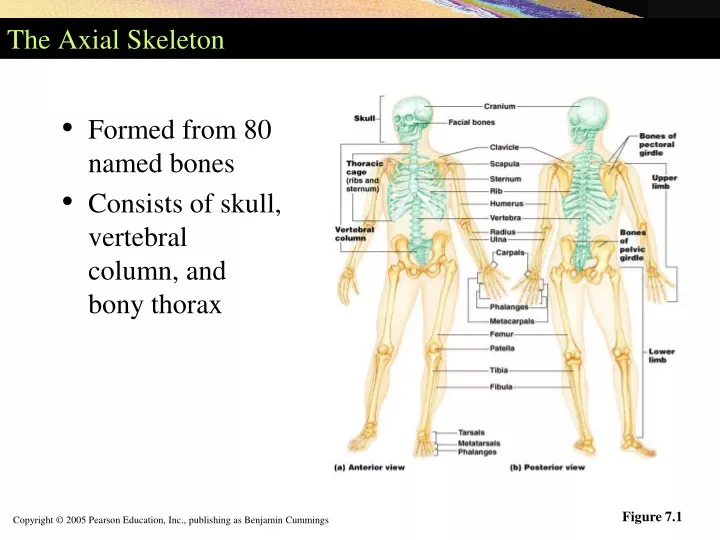 Ppt The Axial Skeleton Powerpoint Presentation Free Download Id9551303 3694