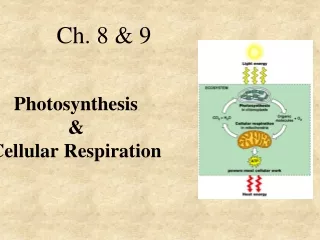 Photosynthesis  &amp;  Cellular Respiration