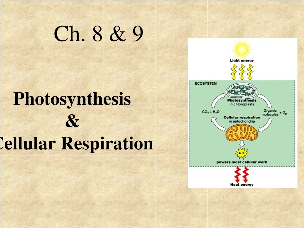 PPT - Photosynthesis & Cellular Respiration PowerPoint Presentation ...