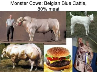 Monster Cows: Belgian Blue Cattle, 80% meat