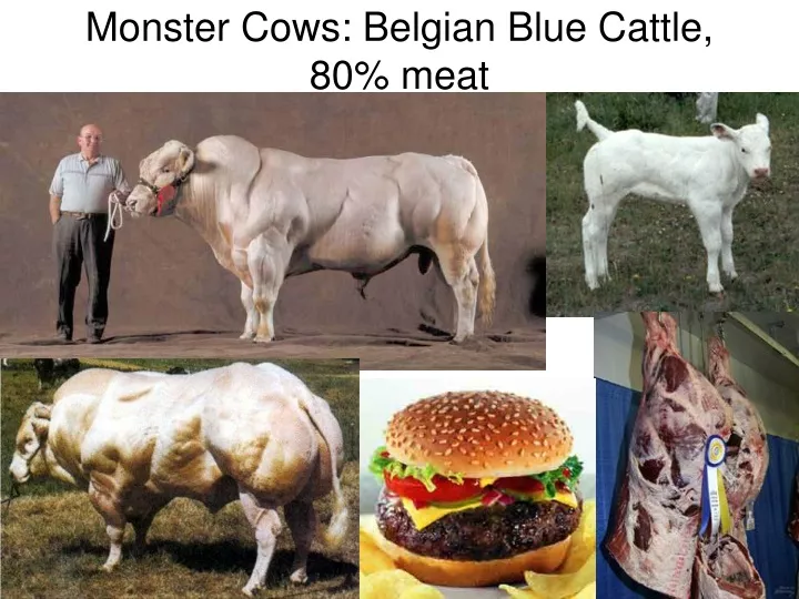 monster cows belgian blue cattle 80 meat