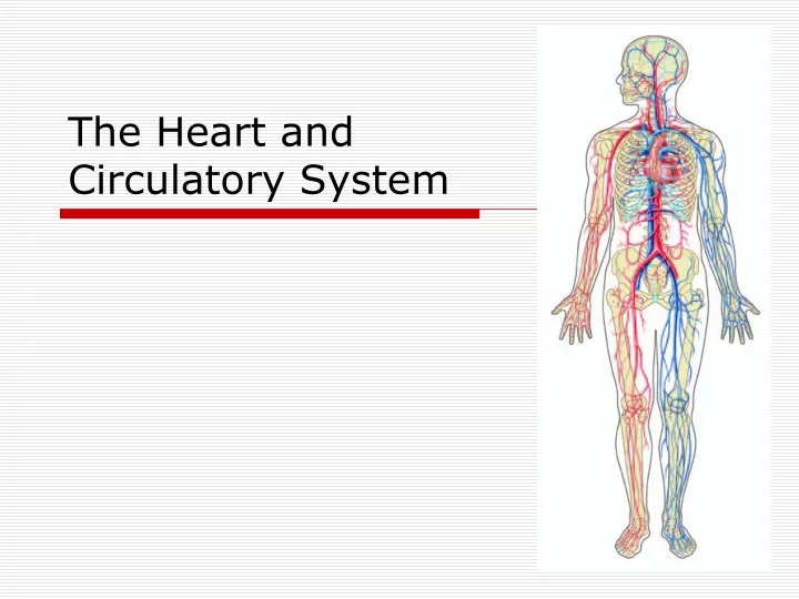 the heart and circulatory system