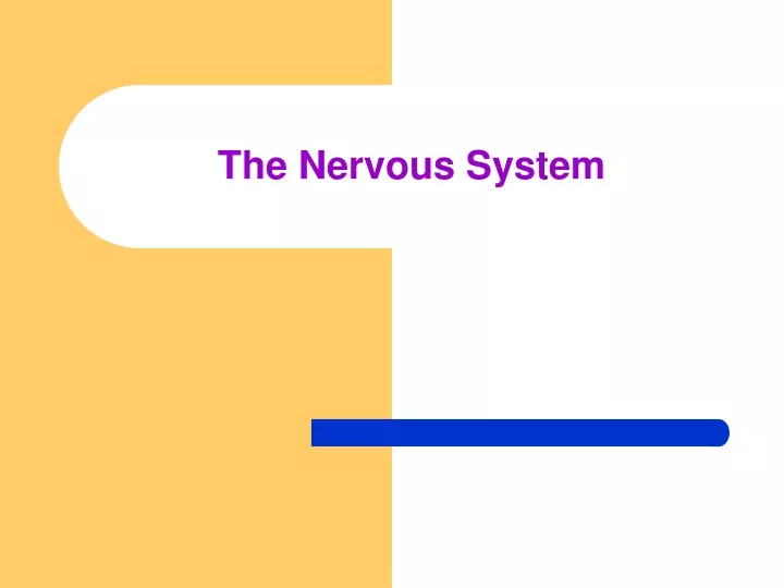 the nervous system