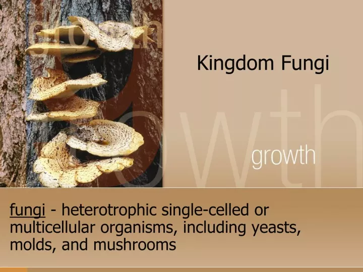 kingdom fungi