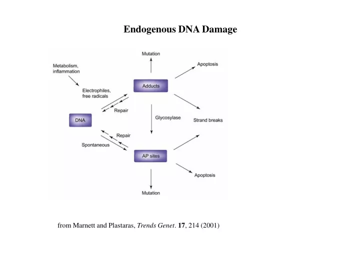 endogenous dna damage