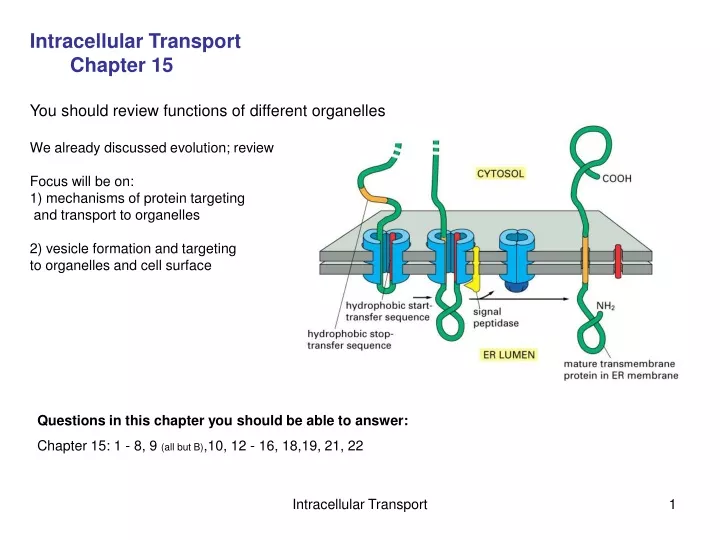 intracellular transport chapter 15 you should