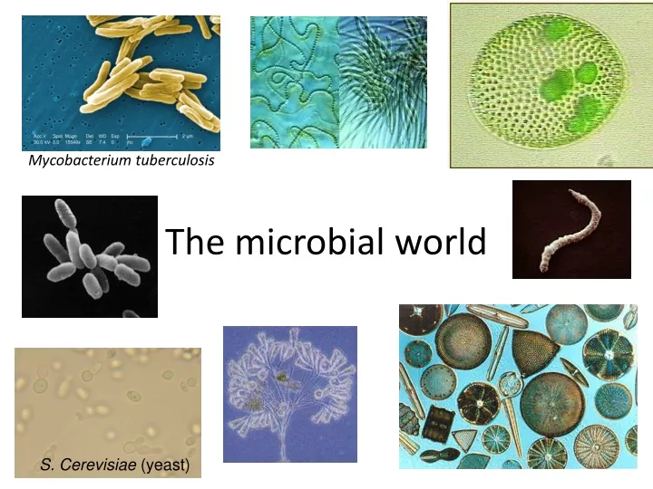 the microbial world