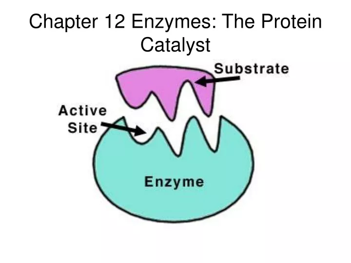 chapter 12 enzymes the protein catalyst