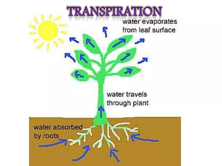 transpiration