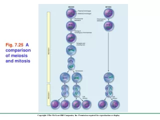 Fig. 7.25   A comparison of meiosis and mitosis